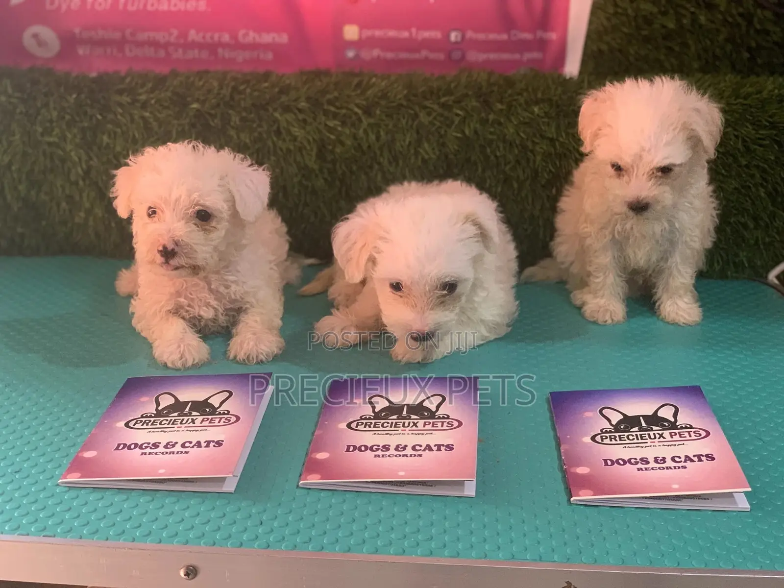 1-3 Months Male Purebred Maltese