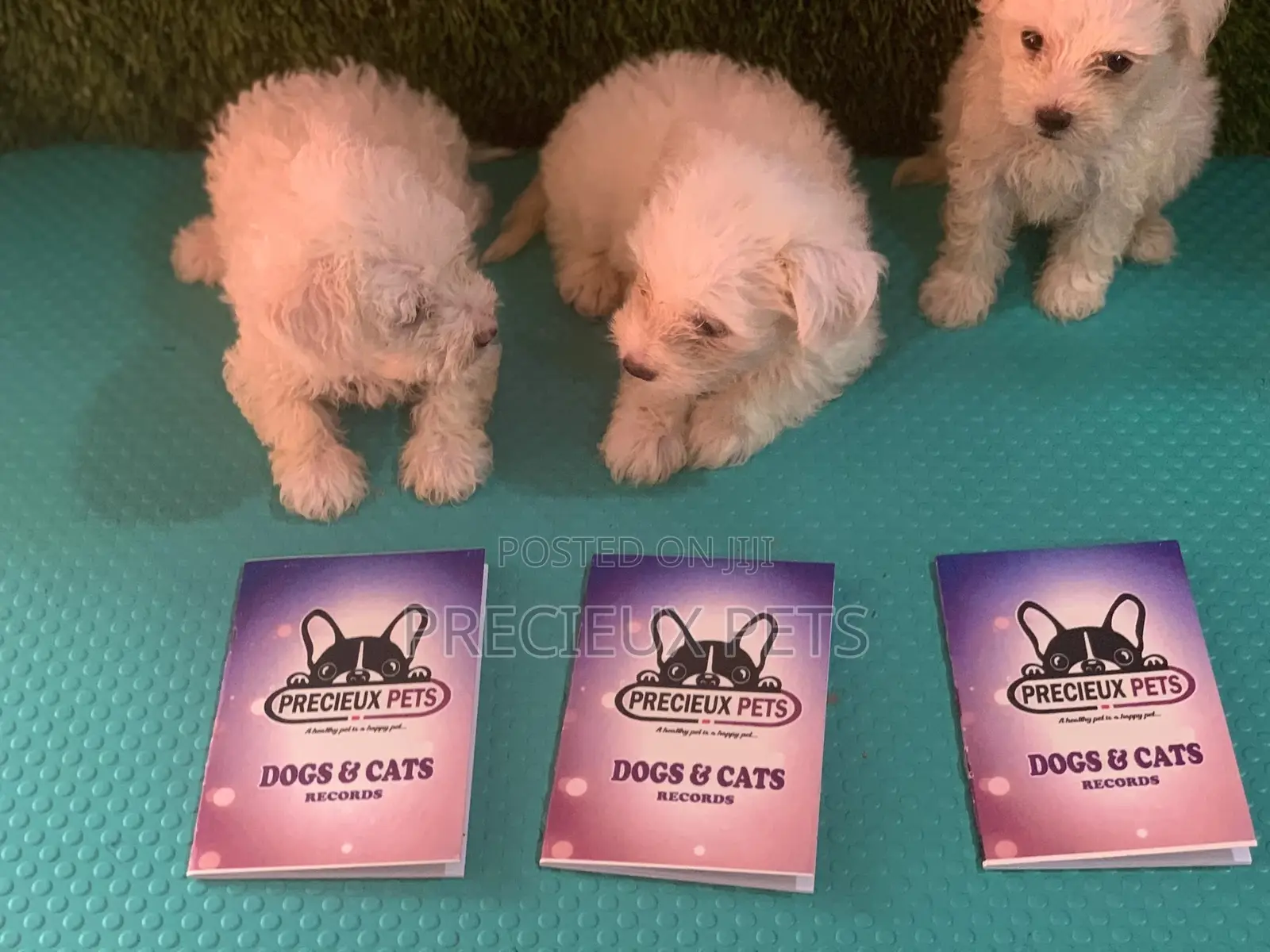 1-3 Months Male Purebred Maltese