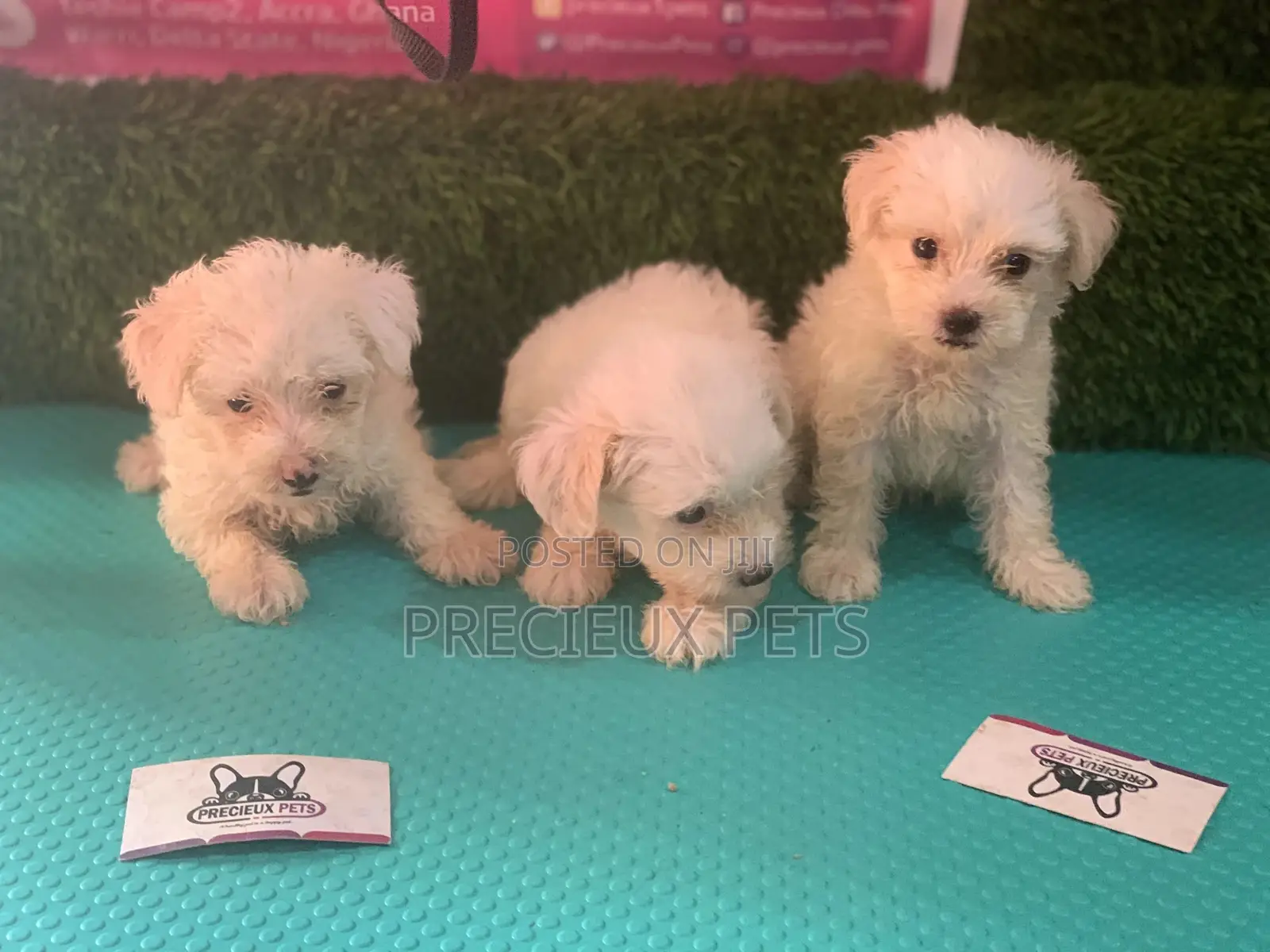 1-3 Months Female Purebred Maltese