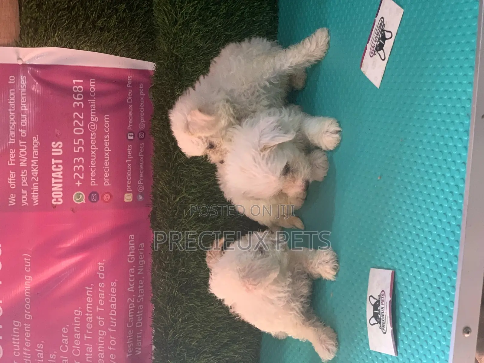 1-3 Months Female Purebred Maltese