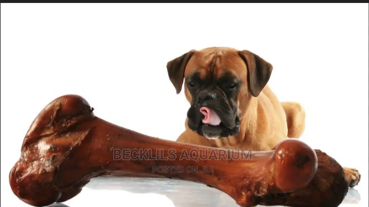 Dog Chewing Bone