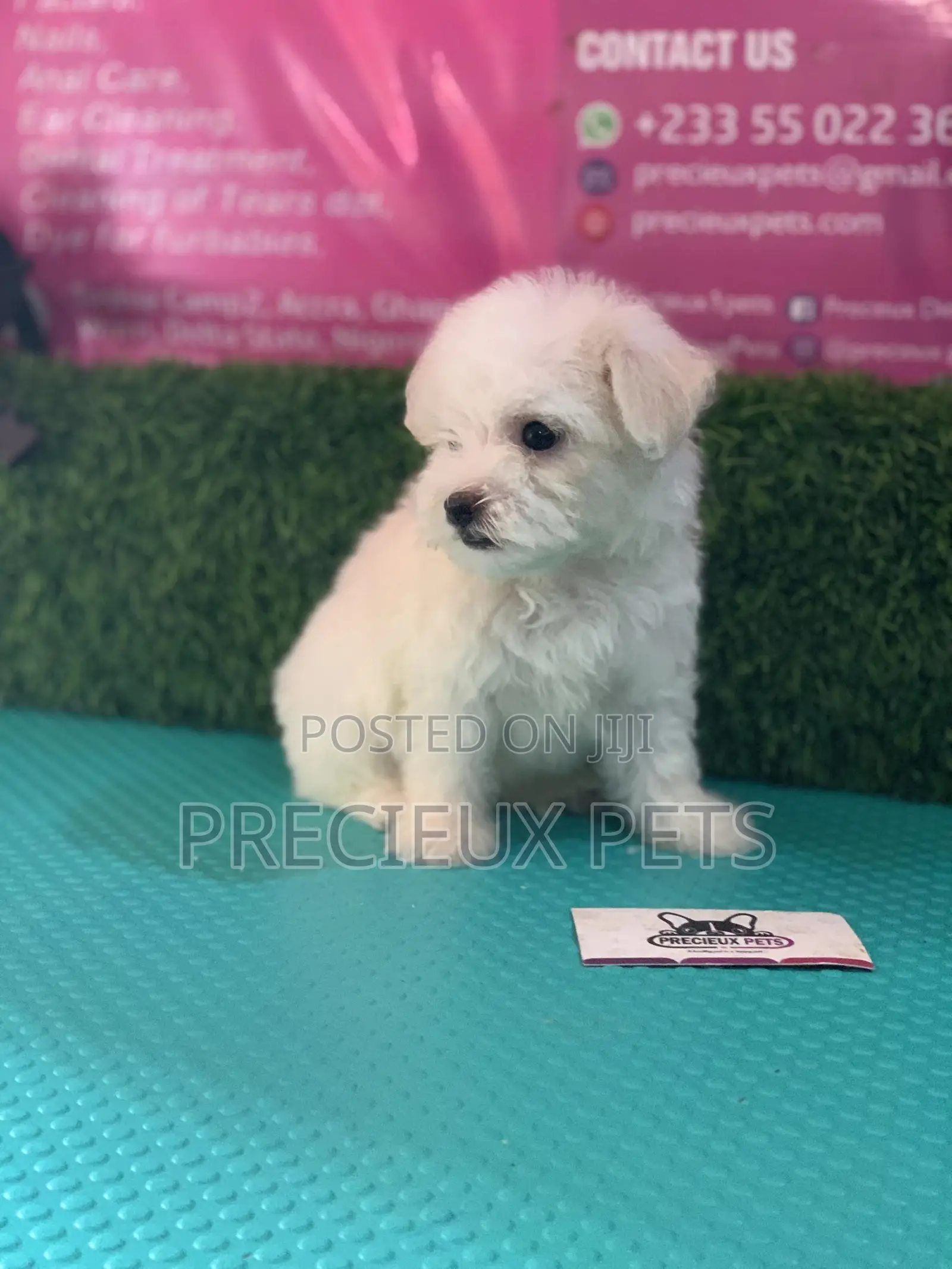 1-3 Months Male Purebred Maltese