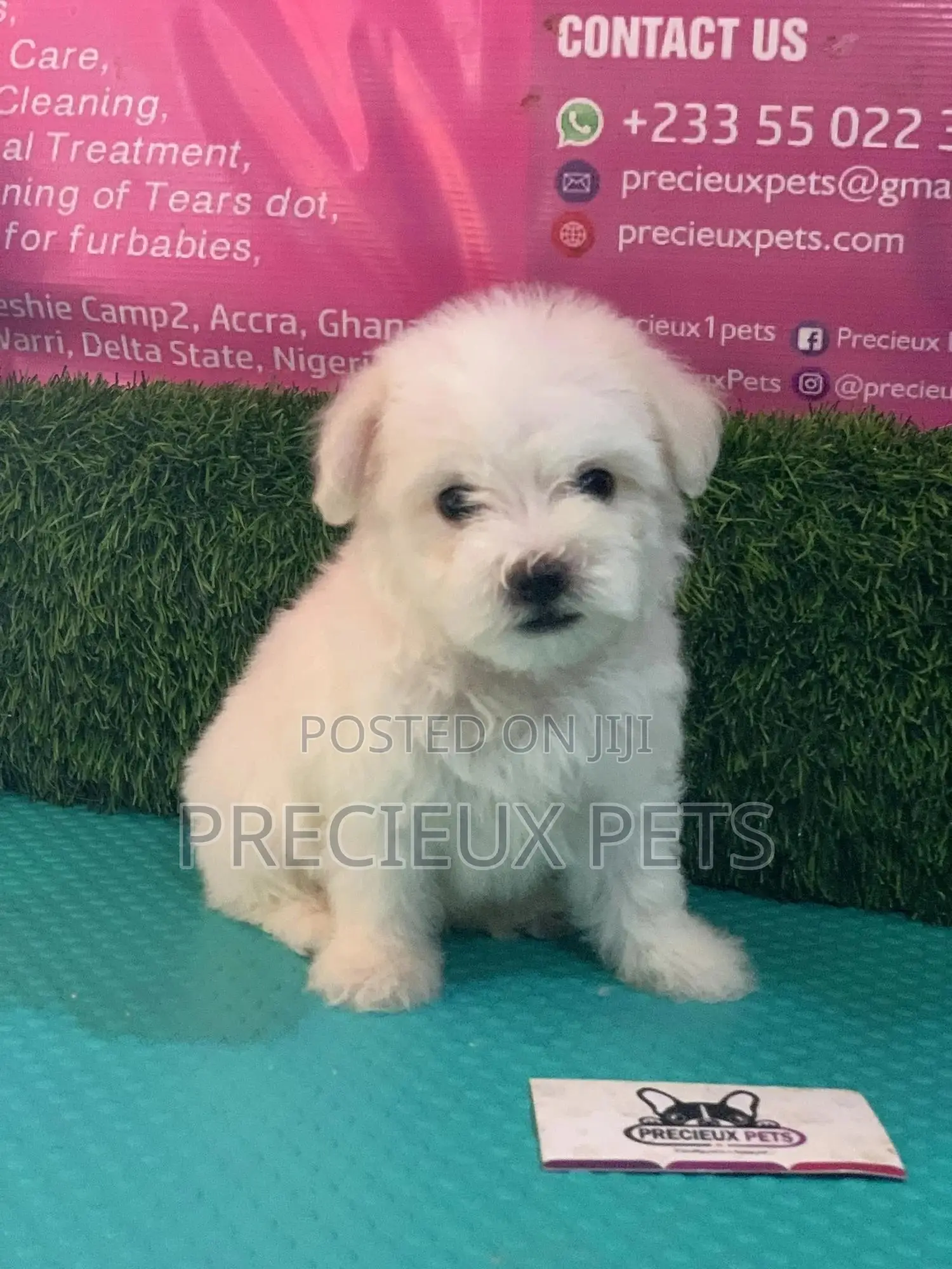 1-3 Months Male Purebred Maltese