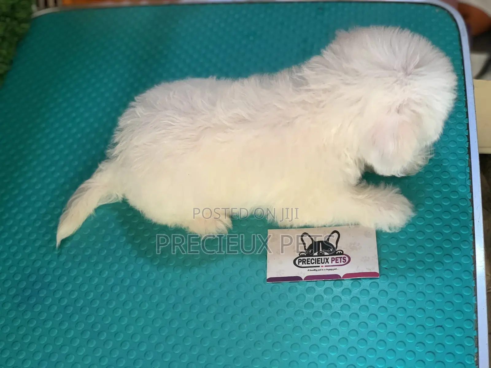1-3 Months Female Purebred Maltese