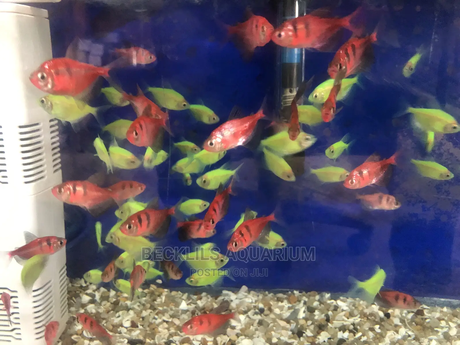 Tetra Fish’S Available