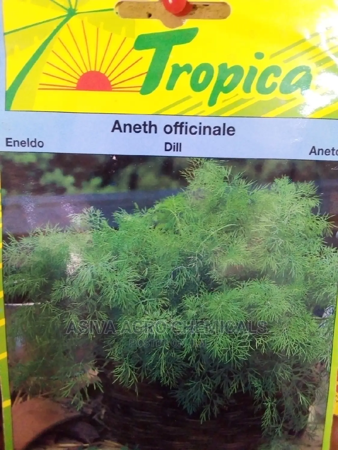 Dill Seeds