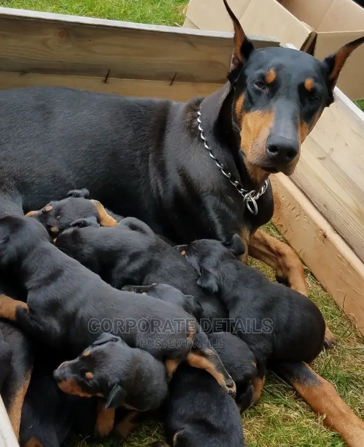 1-3 months Female Purebred Doberman Pinscher