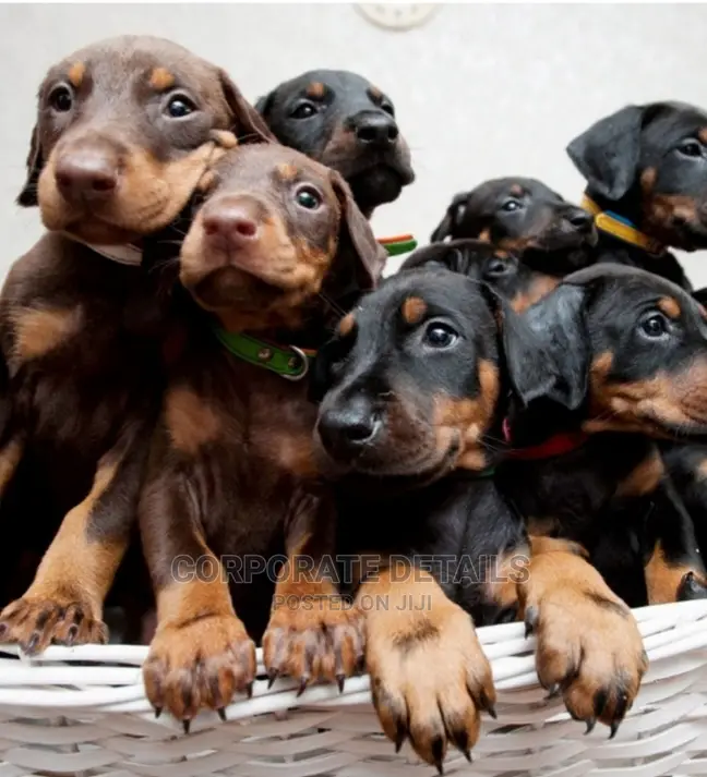 1-3 months Male Purebred Doberman Pinscher