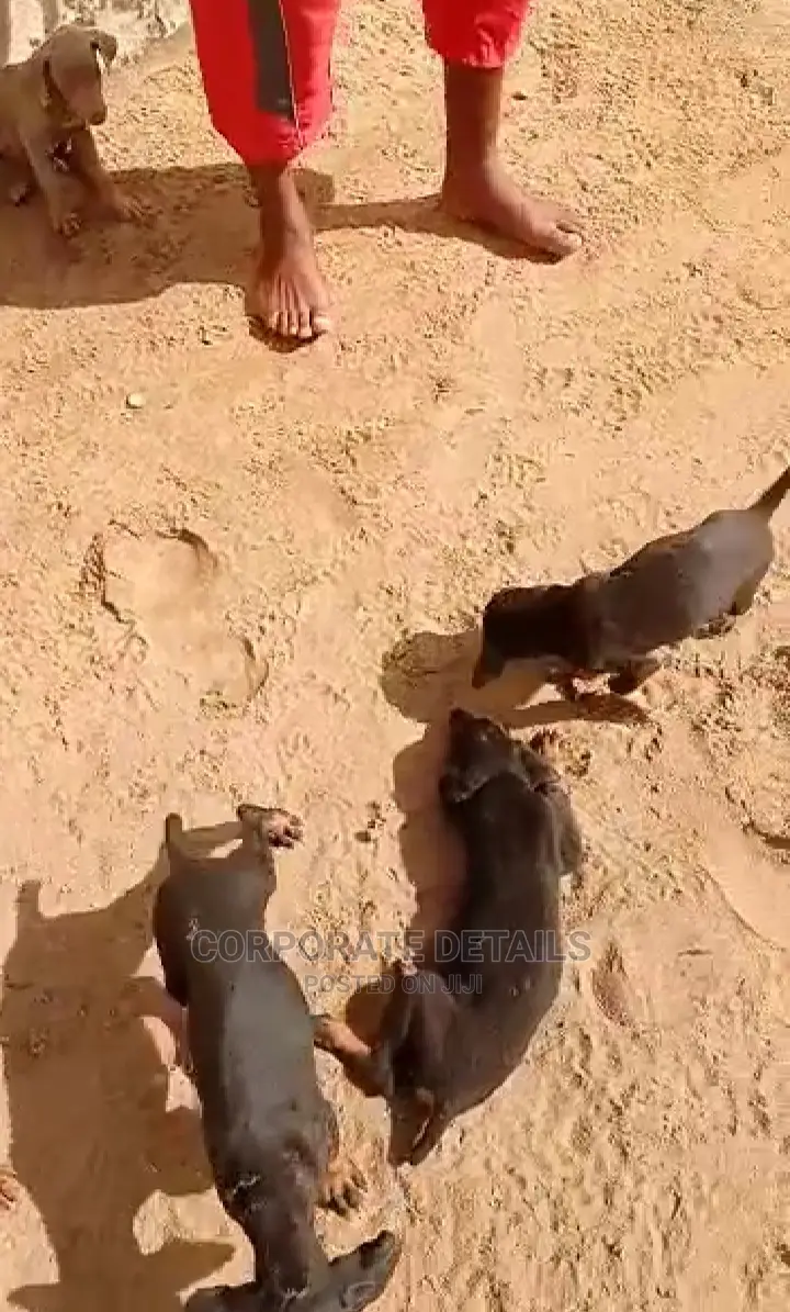 1-3 months Male Purebred Doberman Pinscher