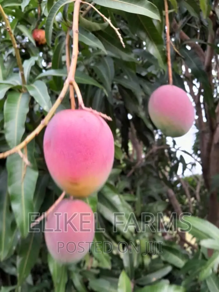Certified Grafted Mango Seedlings.(Bulk Purchase Only,Above 1000 Pcs)