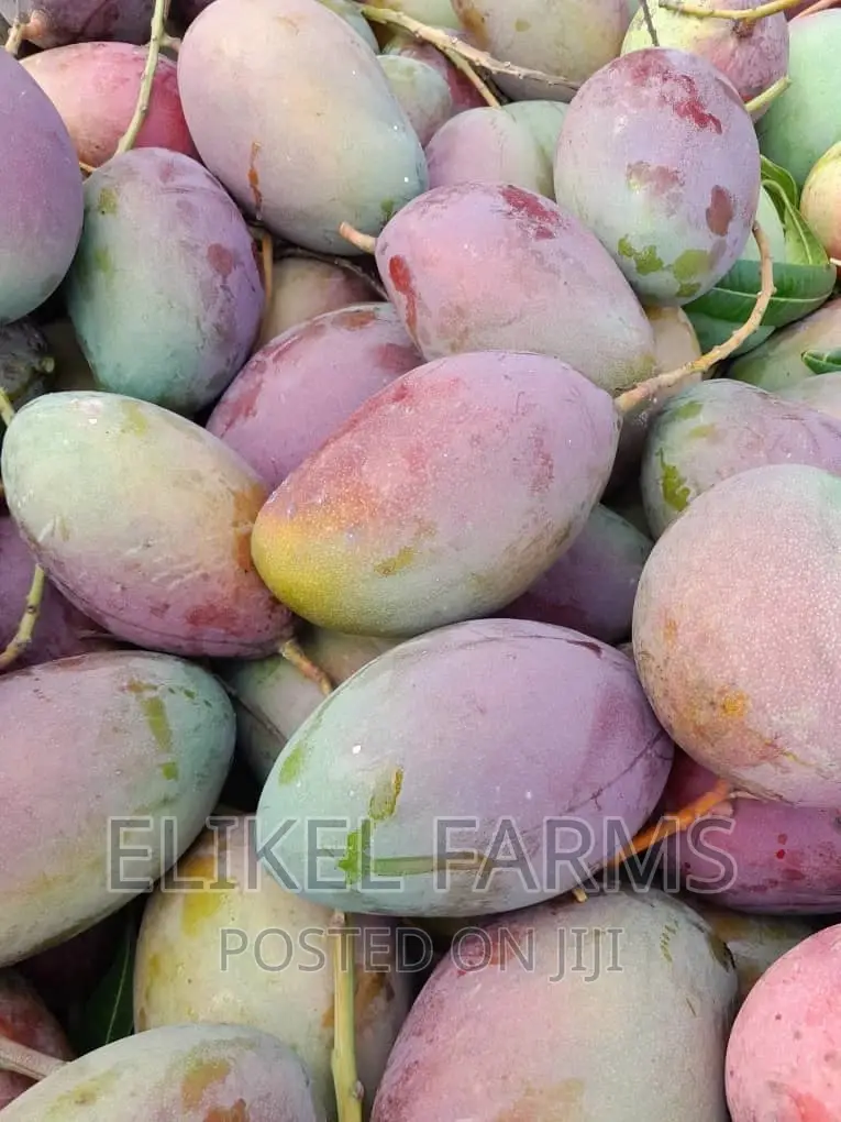 Certified Grafted Mango Seedlings.(Bulk Purchase Only,Above 1000 Pcs)
