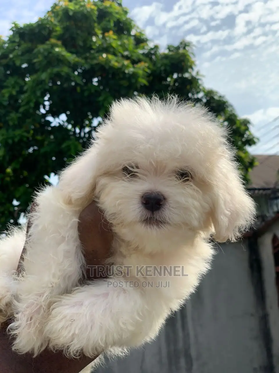 1-3 months Female Purebred Maltese