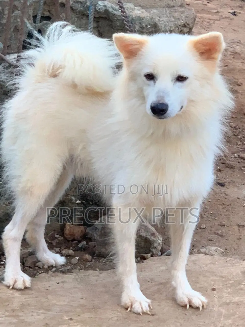 6-12 months Female Purebred American Eskimo