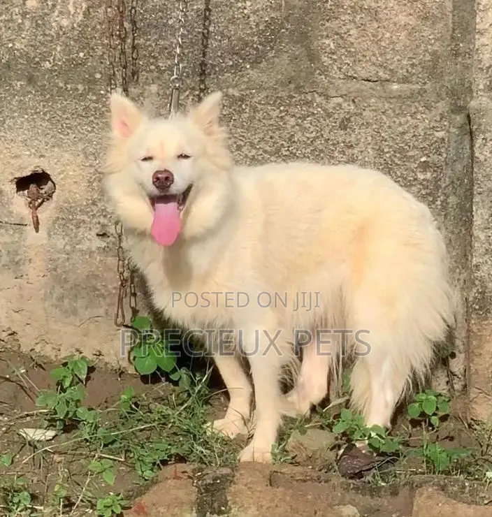 6-12 months Female Purebred American Eskimo