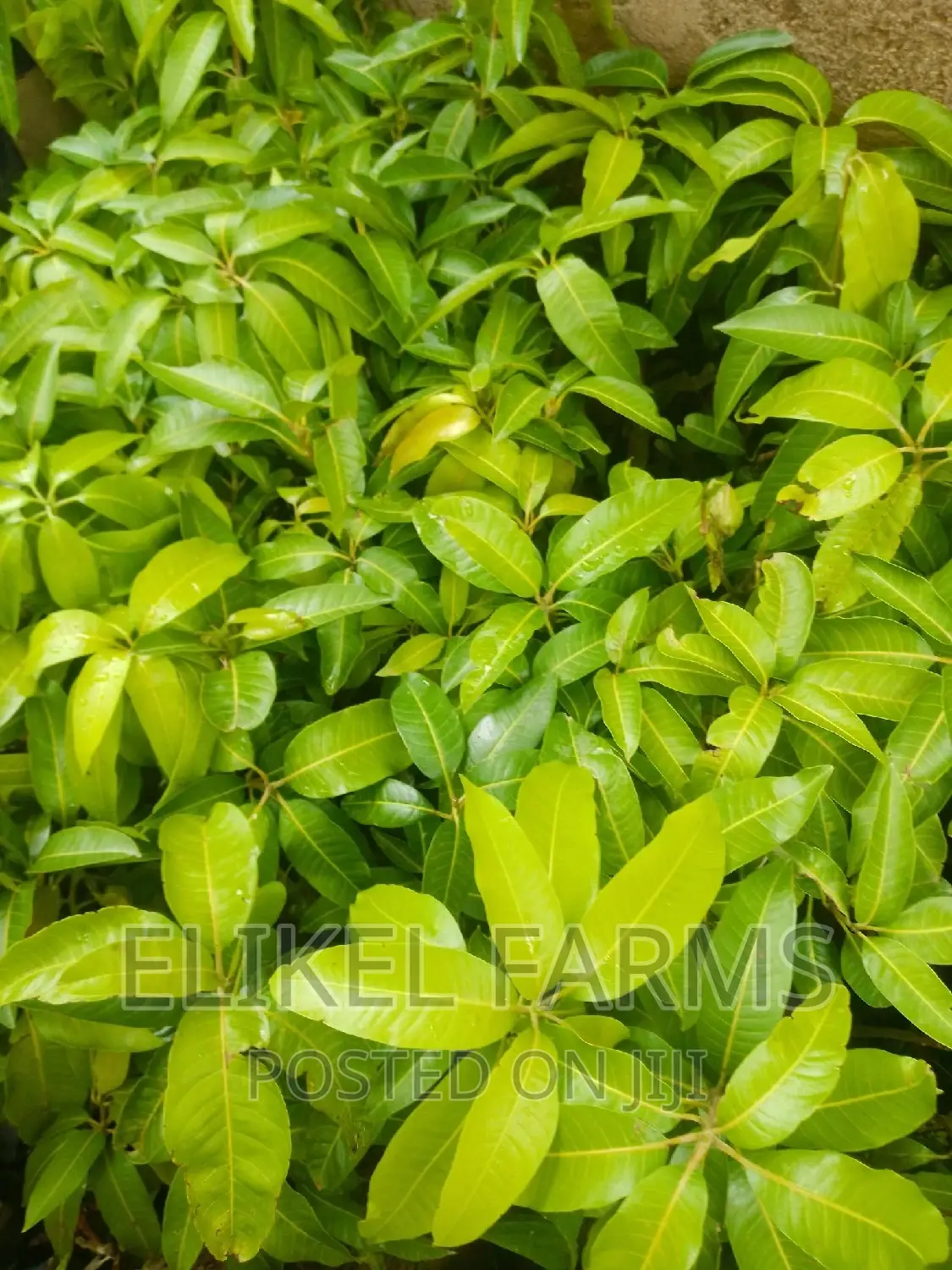 Certified Grafted Mango Seedlings.(Bulk Purchase Only,Above 1000 Pcs)