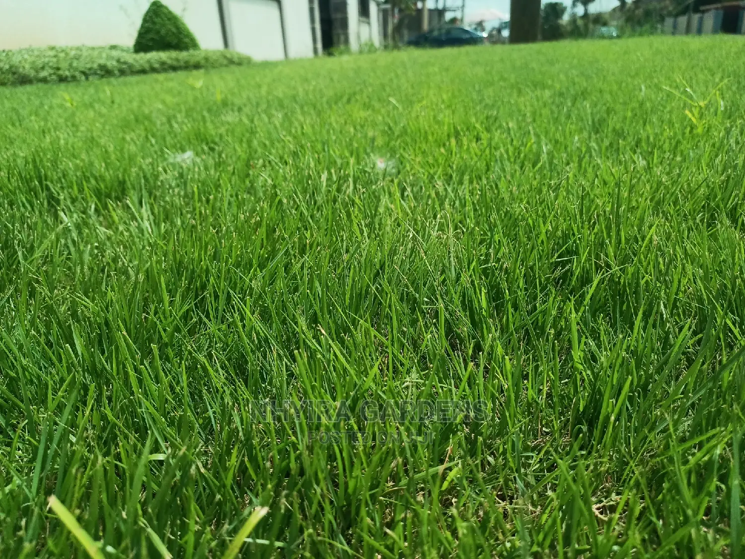 LAWN DESIGN ( Natural Grasses )