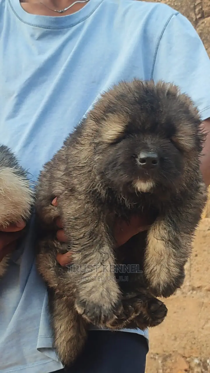 1-3 months Male Purebred Caucasian Shepherd
