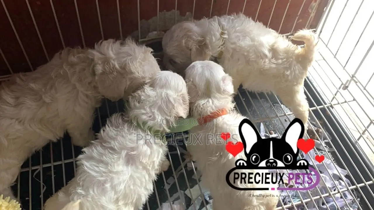 1-3 months Male Purebred Maltese
