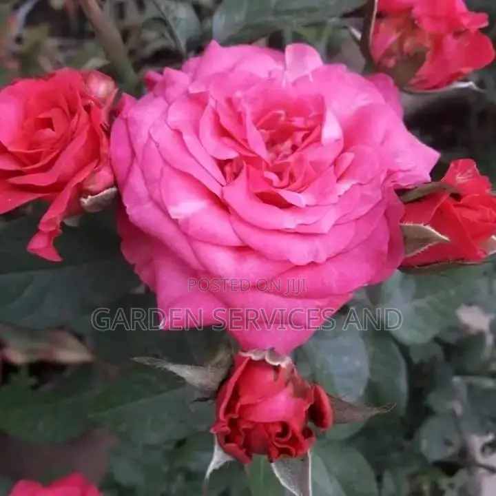 Pink Rose Flower for Sale
