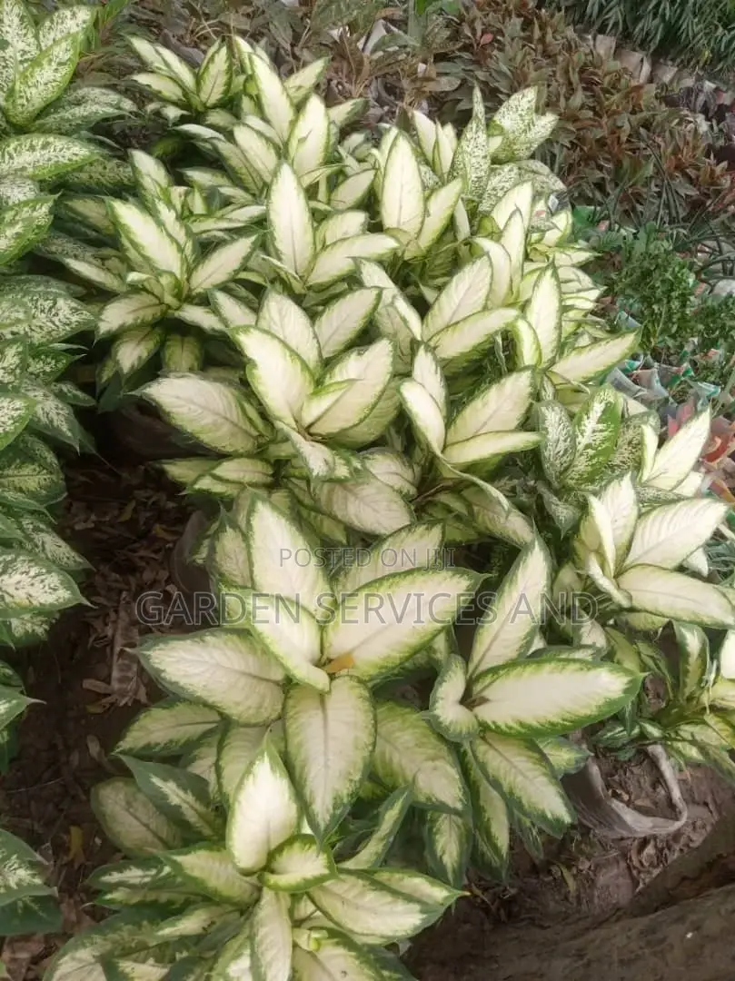 Aglaonema for Sale