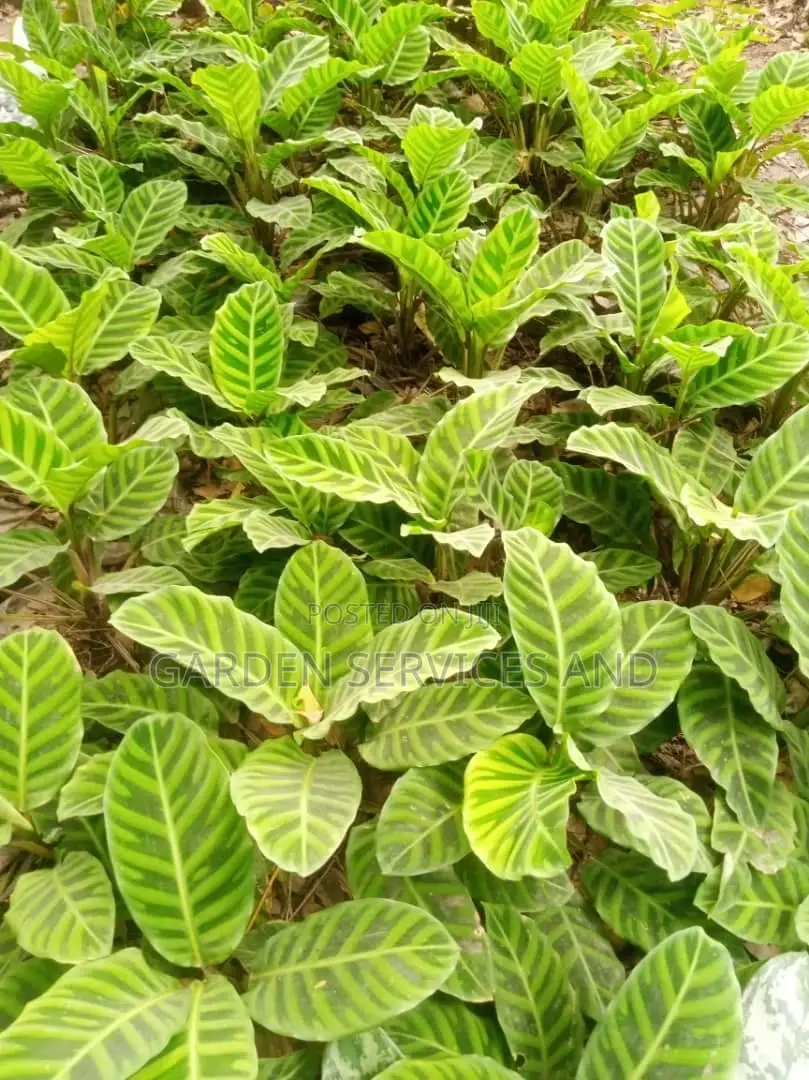 Aglaonema for Sale