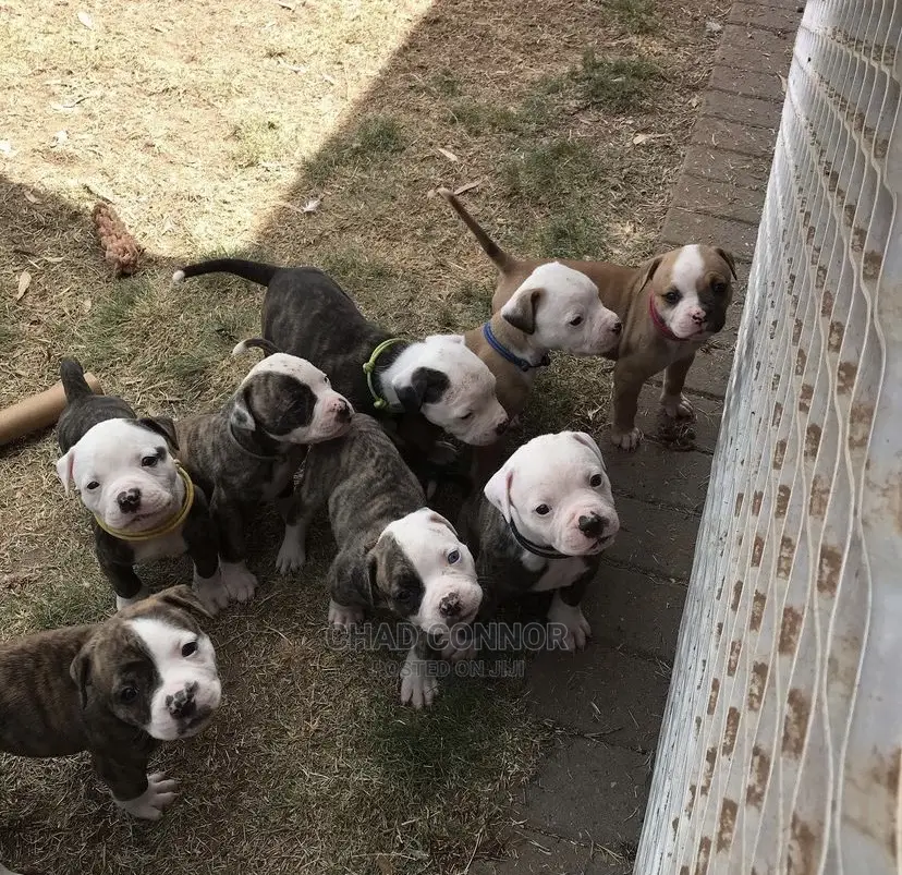 1-3 months Male Purebred American Bulldog