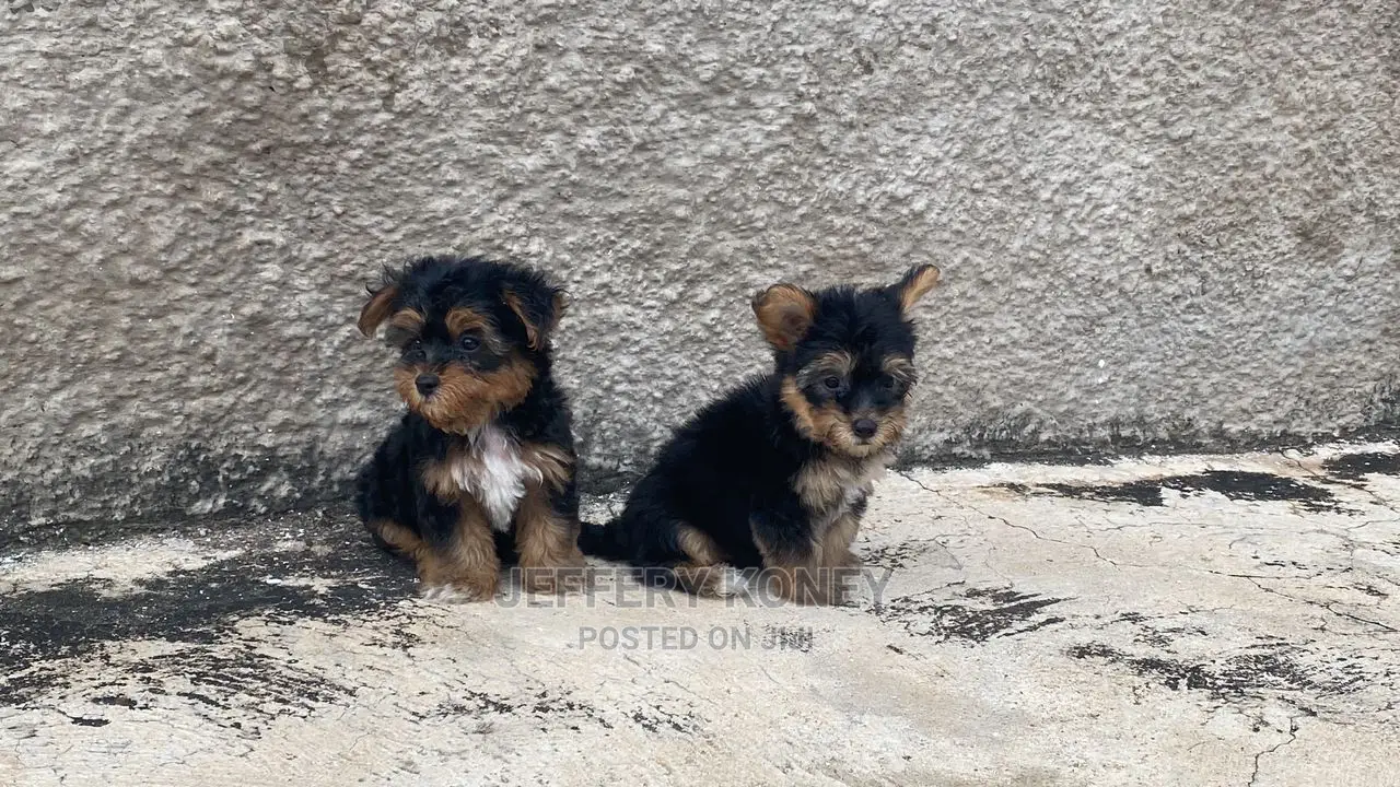 1-3 months Female Purebred Yorkshire Terrier