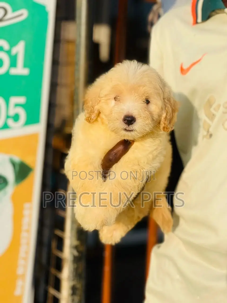 1-3 months Male Purebred Poodle