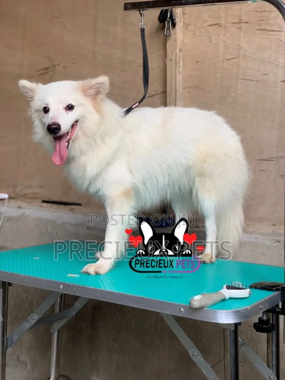 6-12 months Male Purebred American Eskimo