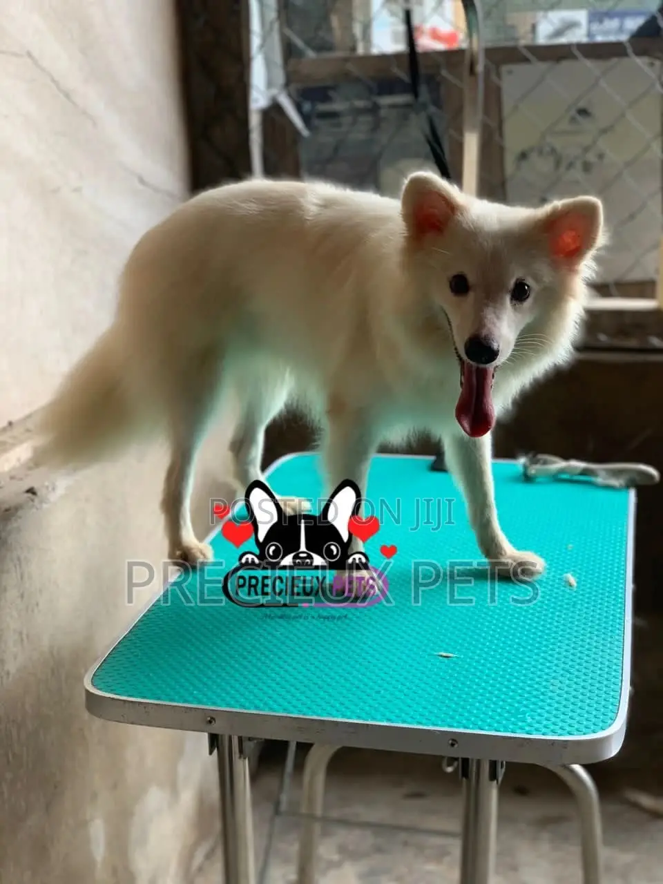 6-12 months Male Purebred American Eskimo