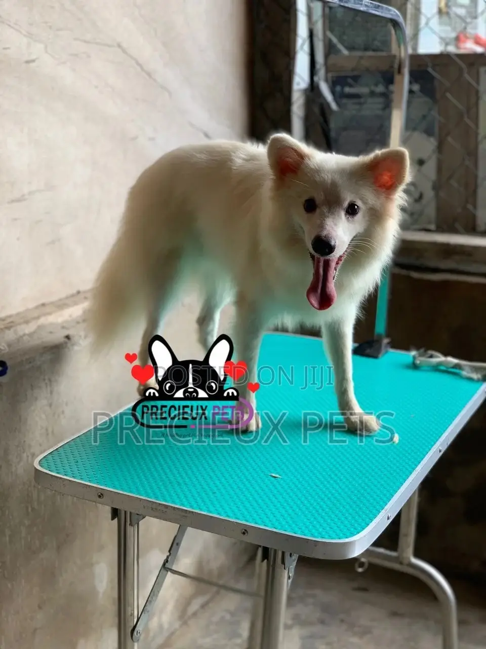 6-12 months Male Purebred American Eskimo