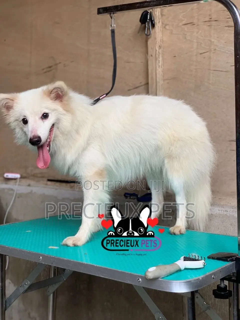 6-12 months Male Purebred American Eskimo