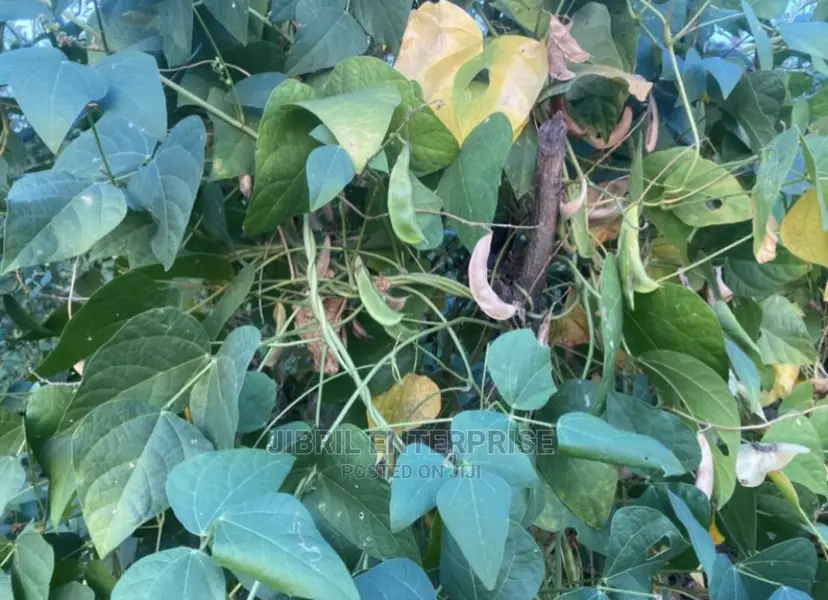 Lima Beans (Phaseolus Lunatus