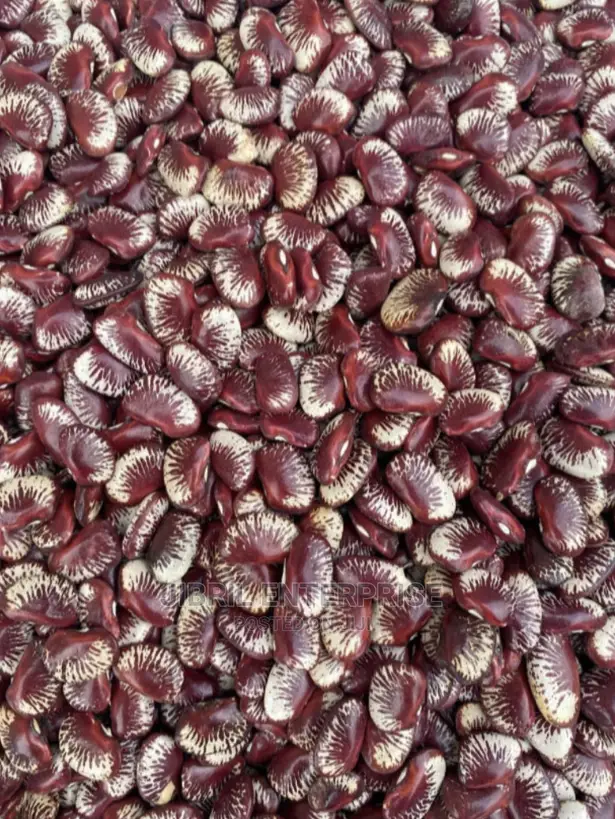 Madagascar Lima Beans (Phaseolus Lunatus)