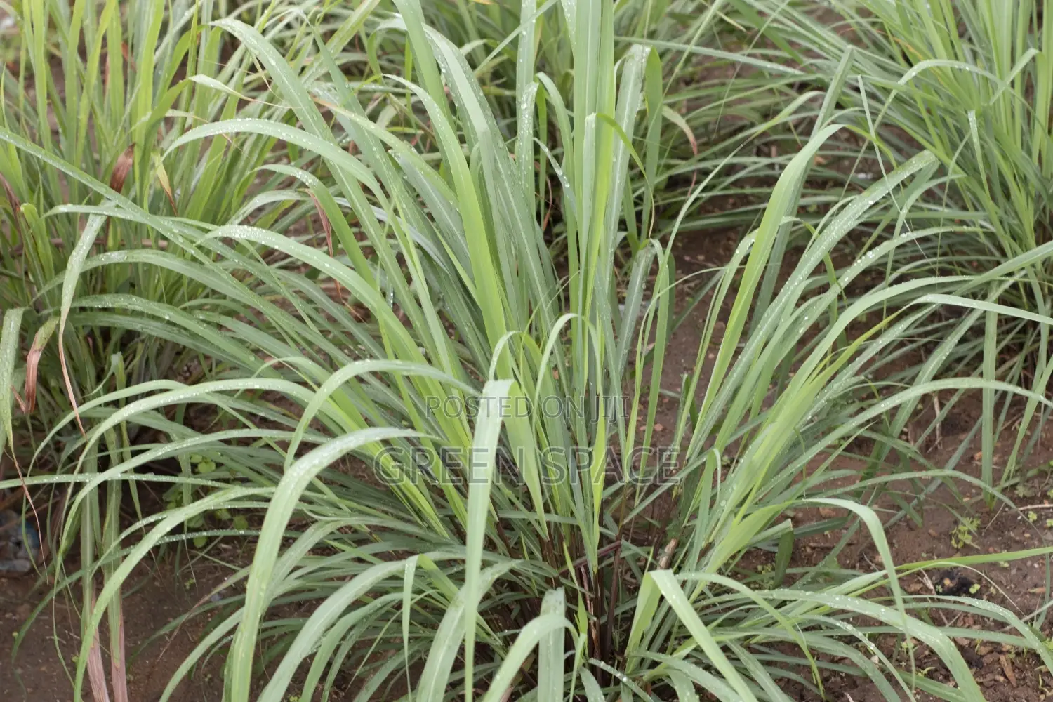 Foreign Lemongrass Seedlings