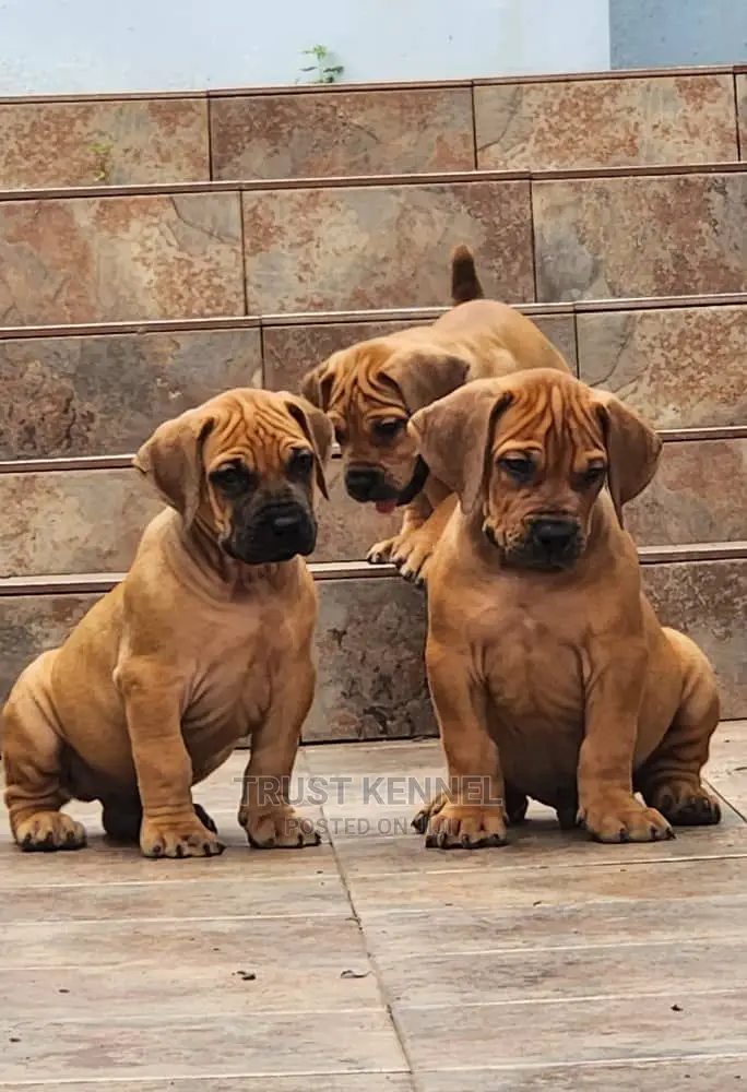 1-3 months Female Purebred Boerboel