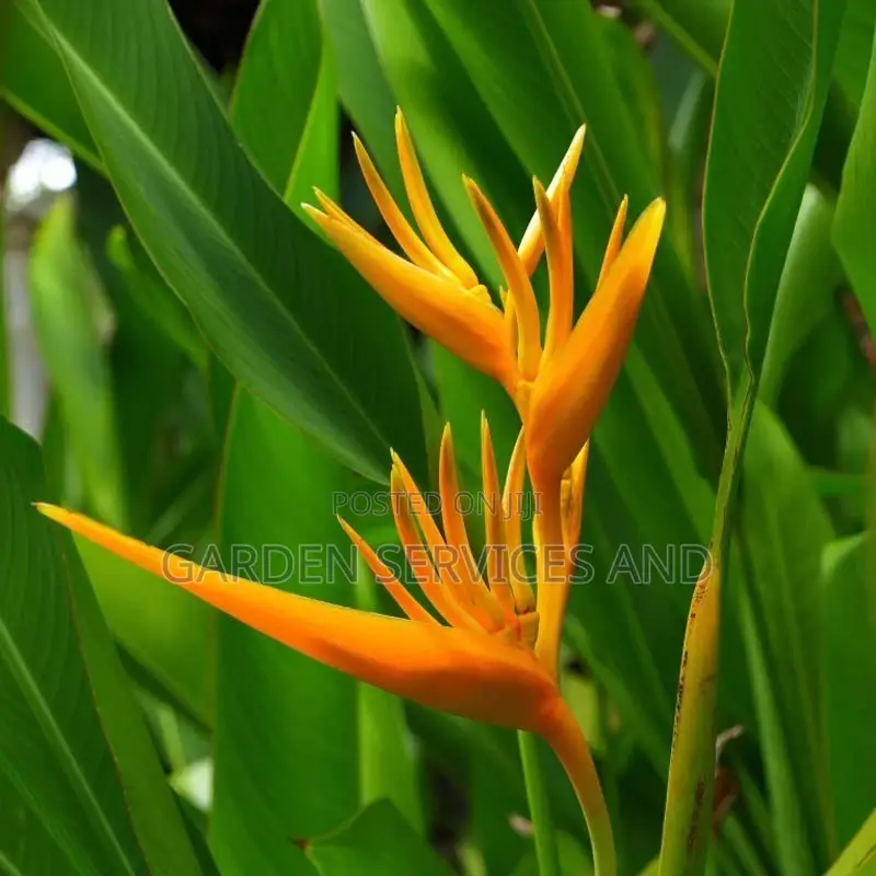 Heliconia for Sale