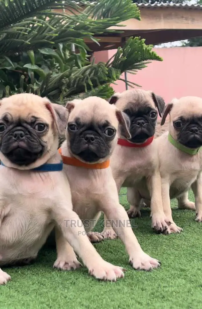 1-3 months Female Purebred Pug