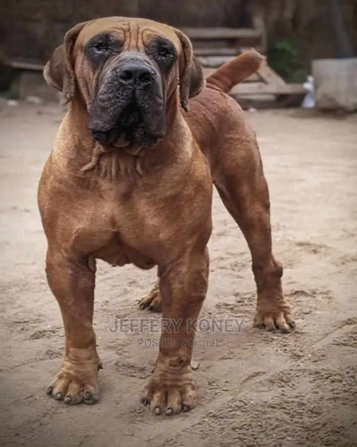 Boerboel Available for Stud