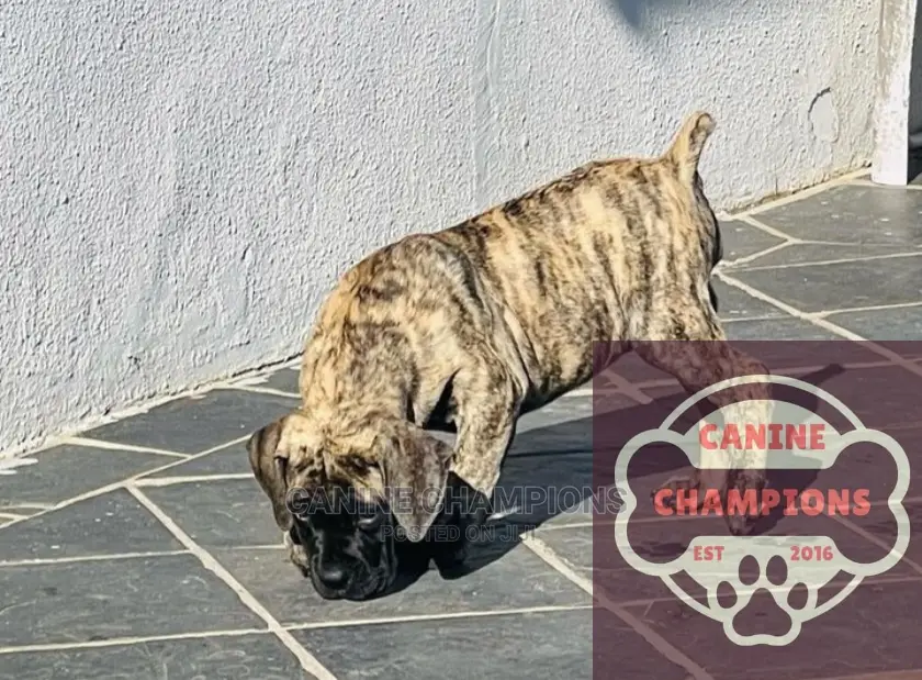 1-3 months Female Purebred Boerboel
