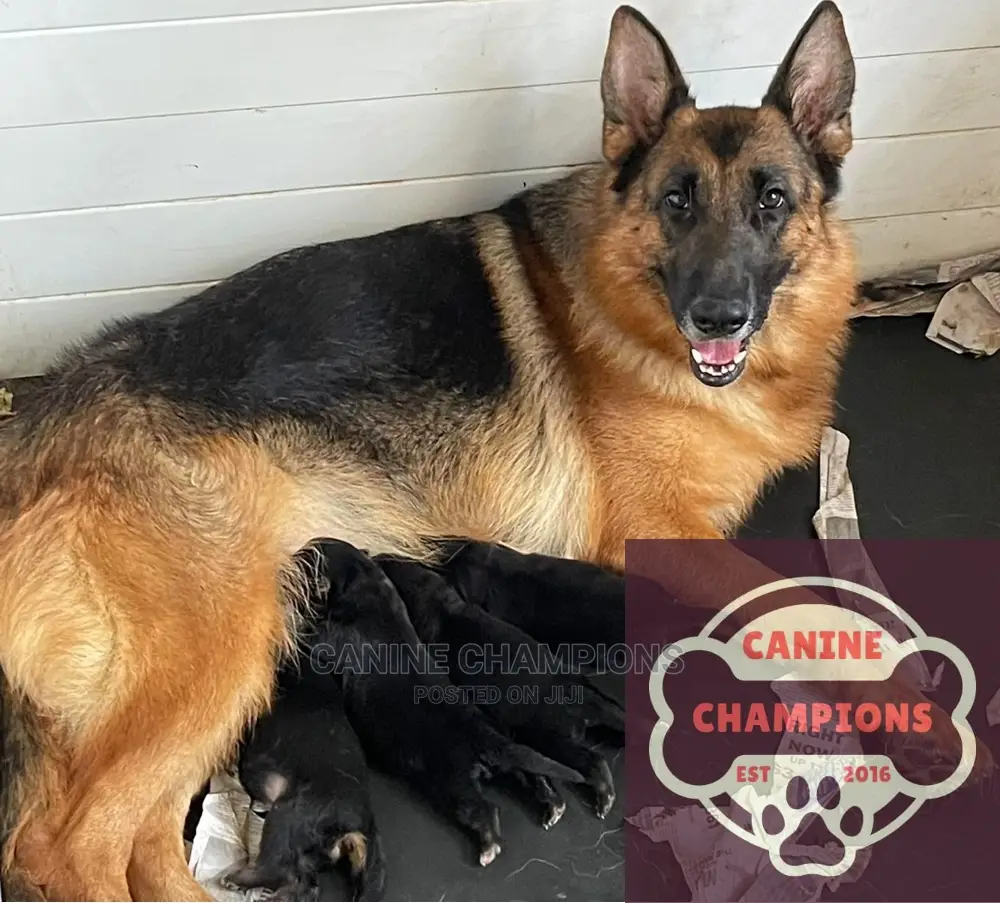 1-3 months Female Purebred German Shepherd