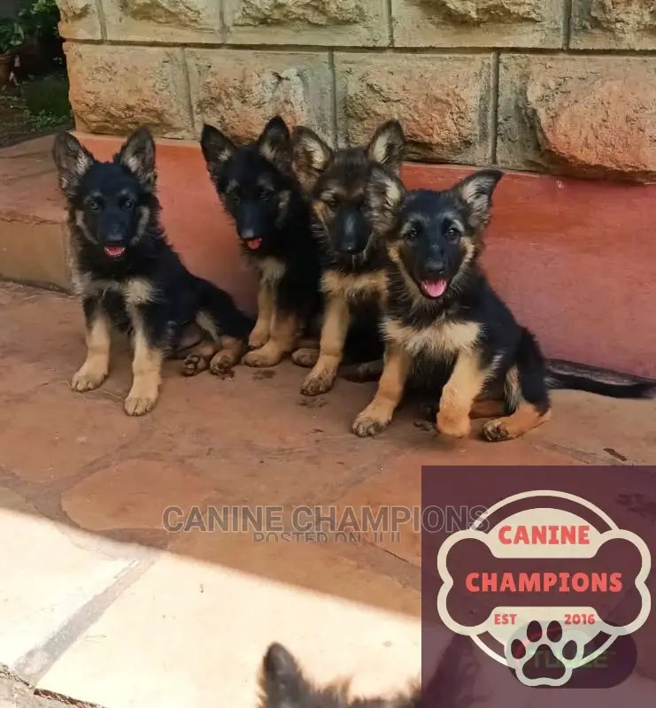 1-3 months Female Purebred German Shepherd