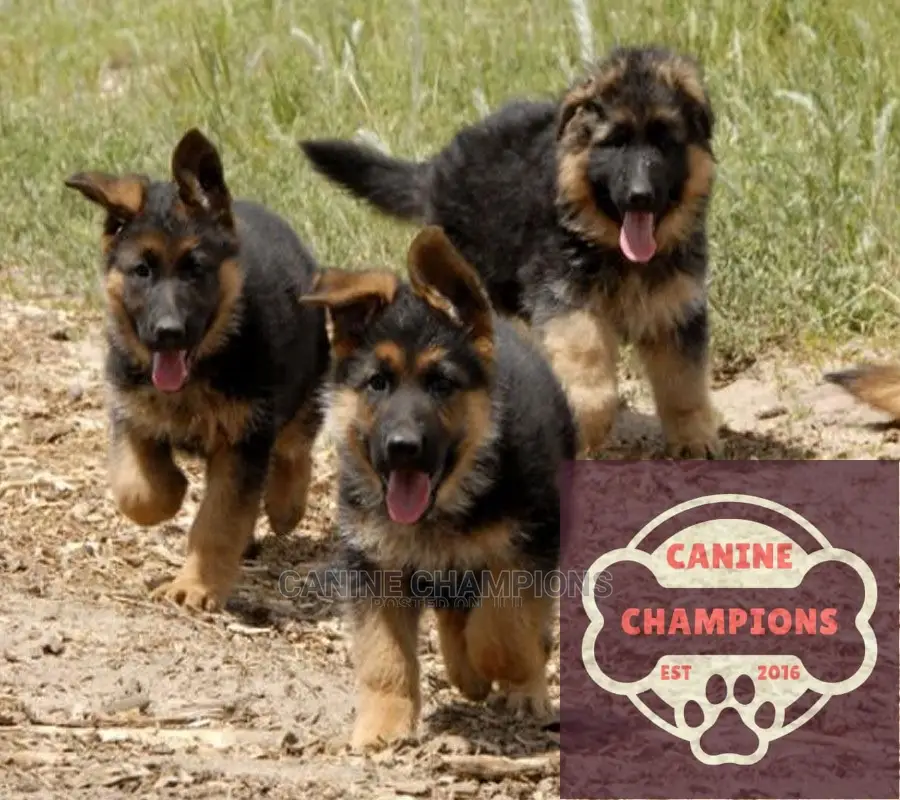 1-3 months Female Purebred German Shepherd