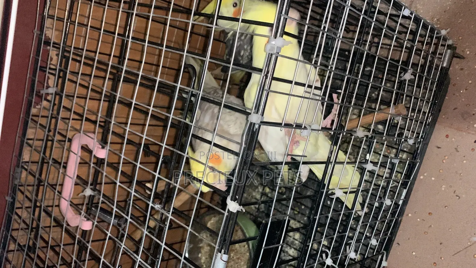 1 Single Cockatiel