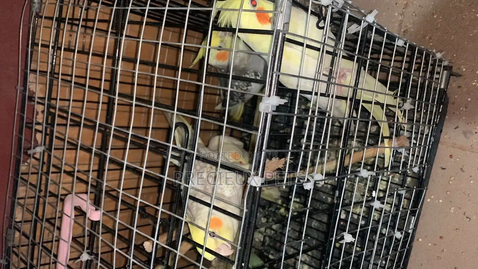 1 Single Cockatiel