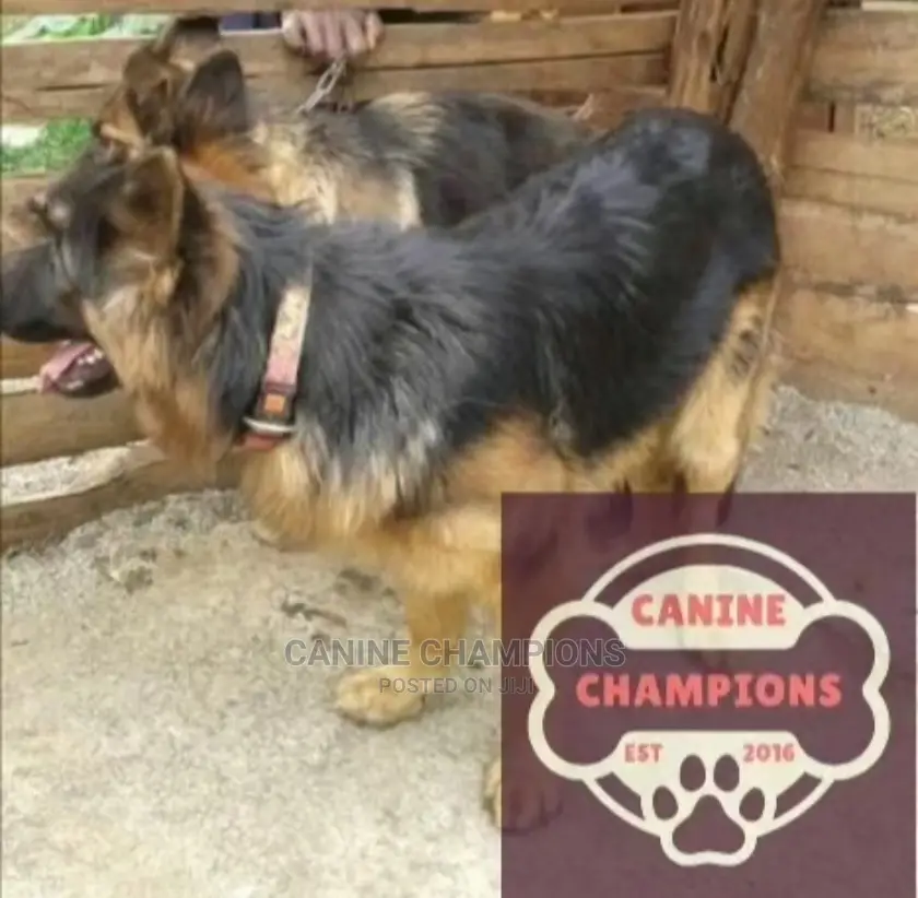 1-3 months Female Purebred German Shepherd