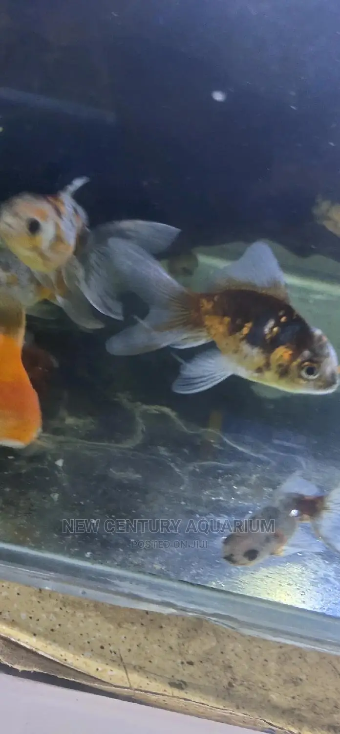Kalico Fish