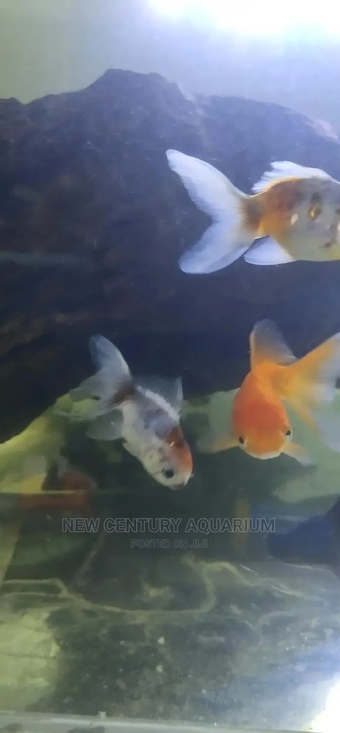 Kalico Fish