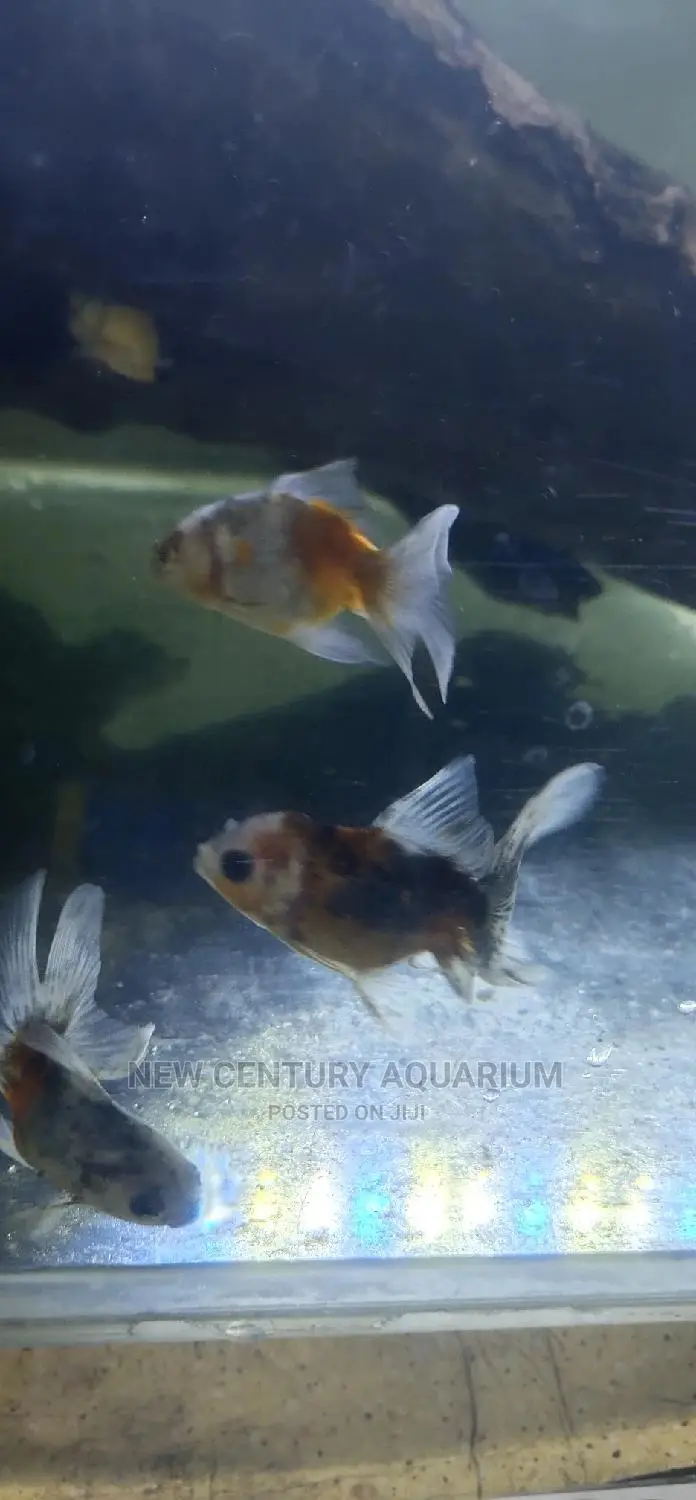 Kalico Fish