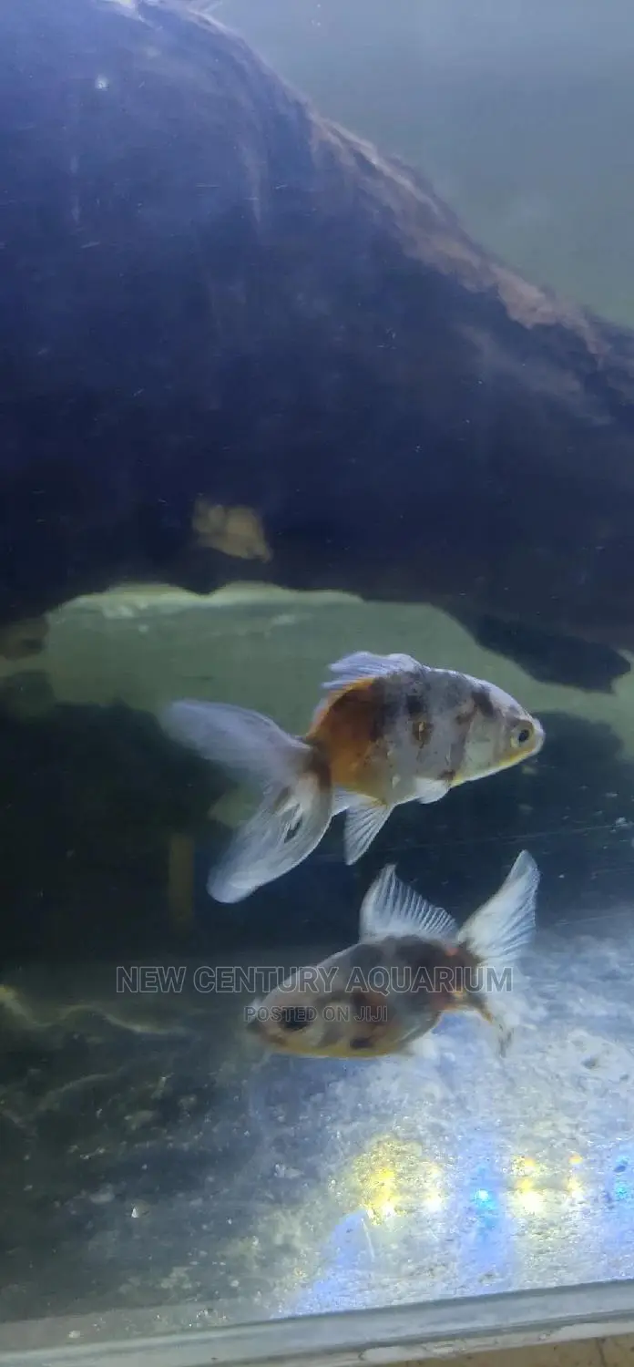 Kalico Fish